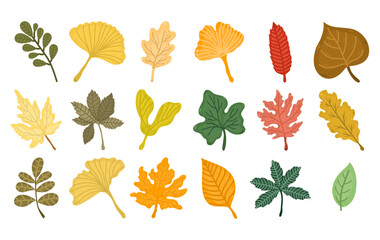 Collection or set with different autumn leaves on white background. Illustration with different leaves and branches