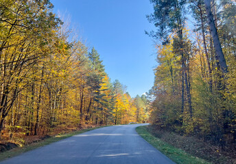 Autumn road in the forest. Beautiful autumn landscape with road.