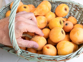 Hand selecting fresh loquats from wicker basket
