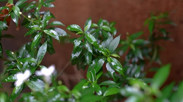 Tabernaemontana Divaricata Plant with Green Background