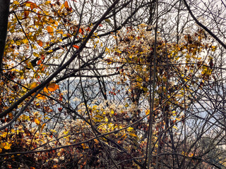Tree branches in the autumn forest. Natural background with copy space.