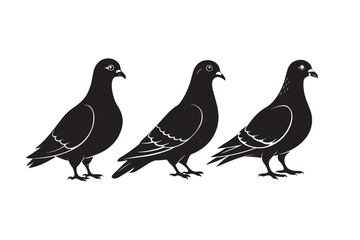 Rock Pigeon silhouette vector illustration, Rock Pigeon silhouette vector, Rock Pigeon PNG.