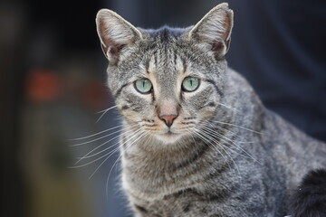close up portrait of a tabby cat