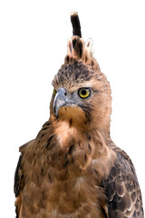 The face of an Javan hawk eagle