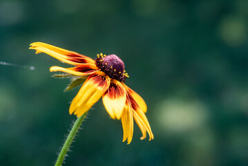 black eyed susan