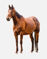 Obraz premium Horse animal isolated white background image