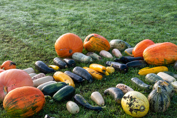 Beautiful orange Halloween pumpkins, natural decorative pumpkins. Harvest and Thanksgiving....