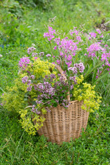 basket with medicinal herbs in garden