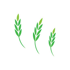 Fototapeta premium three Green Rice Grain vector illustration, isolated white background, 