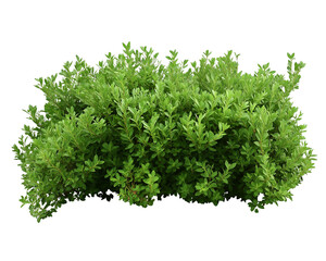 Fototapeta premium Green bush isolated on Transparent Background