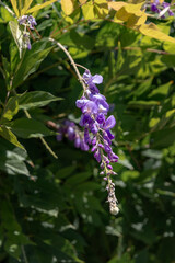 It is used in landscape design. Wisteria (Latin Wisteria) is a tree-like climbing subtropical plant from the legume family with large racemes of fragrant purple flowers. Vertical image.