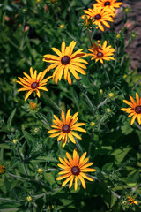 Bright yellow rudbeckia flowers on a sunny day. Rudbeckia blooms with yellow flowers in the garden in summer. Floral background with large yellow rudbeckia flowers. Vertical image.