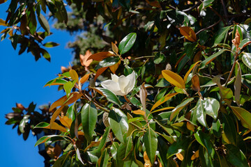 Obraz premium Magnolia blossoms. A large creamy white magnolia flower surrounded by shiny green foliage. A large white magnolia flower. A white magnolia flower on a sunny day against a blue sky background.