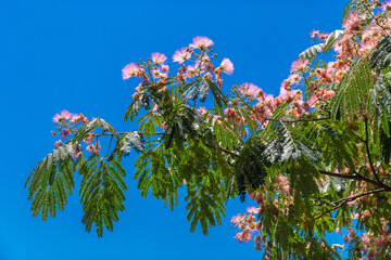 Flowering branches of Albizia Lankaran with pink flowers on a blue sky background. Albizia Lankaran (Latin Albizzia julibrissin). It is used as an ornamental plant in horticulture.