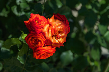 A red rose on a background of green foliage. The inflorescence of a rose on a blurred background. Close-up of the scarlet rose. Selective focus. A bright red flower on a bush in the garden. 