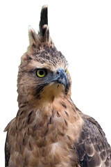 The face of an Javan hawk eagle