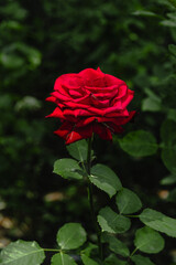 A red rose on a background of green foliage. A rose flower on a blurred background. Close-up of the scarlet rose. Selective focus. A bright red rose on a bush in the garden. Vertical image. 