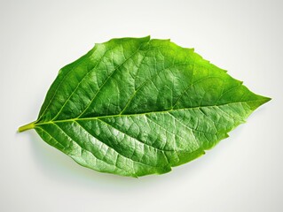 Obraz premium A leaf is shown in its natural form, with a green color