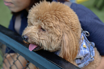 Poodle watching dogs in swimming competition