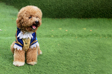 Space available in Poodle dressed as a prince on the green grass