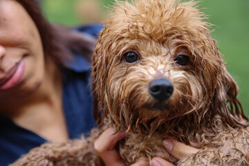The poodle has been swimming and its fur is still wet