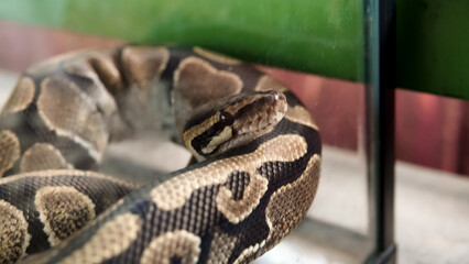 A snake in a transparent acrylic box