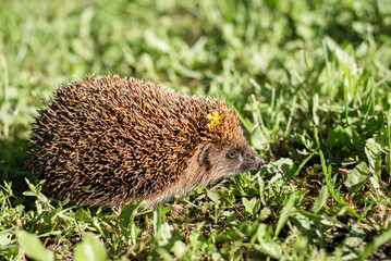 Hedgehog Exploring a Lush Green Garden in Bright Morning Sunlight