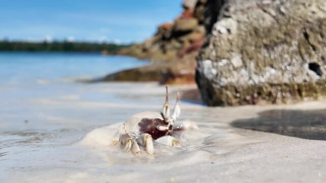 Close-up of view of a Horned ghost crab (Ocypode ceratophthalmus) hiding in the wet sand near the ocean shore, with rocks in the background and a bright blue sky above.

