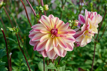 Fototapeta premium dahlia Happy Butterfly with light pink, white and dark pink flower leaves and flower buds