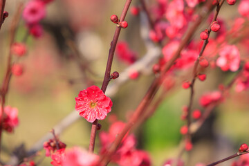 大阪城梅林の鹿児島紅