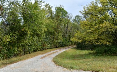 Gravel Road by Trees