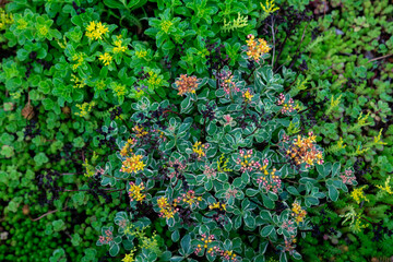 Orange Stonecrop | Crassulaceae | Plant Life Closeup | Greenery | Green Texture Background
