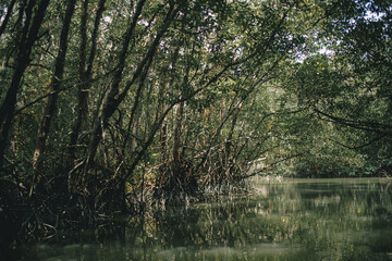 Fototapeta premium Deep in the mystical mangrove forest in Pattani, Thailand.