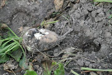 Beets eaten, bitten by wild animals, crop losses due to pest feeding.