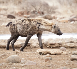 hyena walking under extremely hot weather