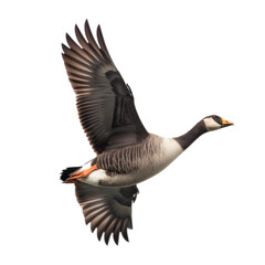 Goose Flying Isolated
