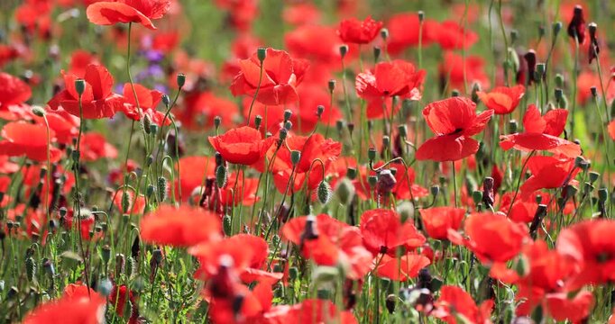 Campo di papaveri