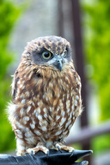 Morepork (Ninox novaeseelandiae), common in forests and woodlands of New Zealand