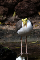 Masked Lapwing (Vanellus miles), common in grasslands and wetlands of Australia and New Zealand