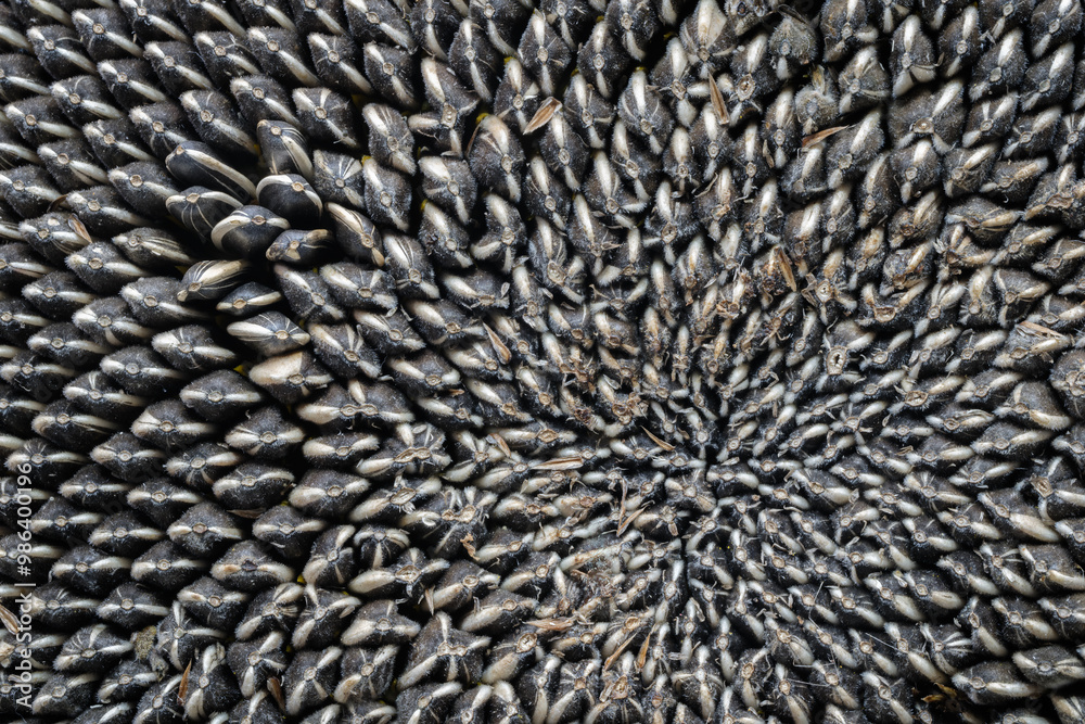Aufkleber the image is of a cluster of black and white seeds, with some of them being larger than others. the 