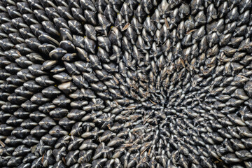 The image is of a cluster of black and white seeds, with some of them being larger than others. The seeds are arranged in a spiral pattern, with some of them overlapping each other