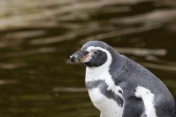 Obraz premium Humboldt Penguin (Spheniscus humboldti), common along the coasts of Chile and Peru