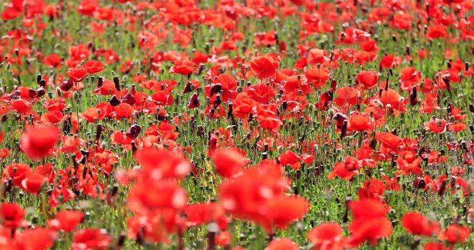 Campo di papaveri