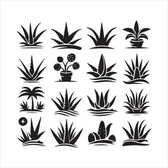 Aloe vera icon silhouette on white background
