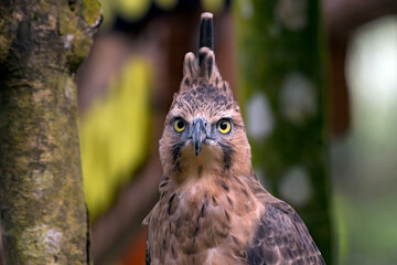 close up photo of a javan hawk eagle