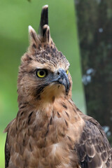 close up photo of a javan hawk eagle