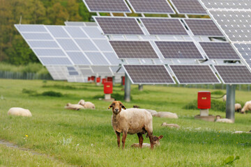 Weideschafe im Solarpark. Natürlicher Rasenmäher mit Nutzen