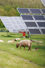 Weideschafe im Solarpark. Natürlicher Rasenmäher mit Nutzen