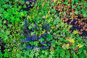 Live-forever Sedum | Green Foliage | Textured Natural Background | Widow's-Cross | Dwarf spikemoss