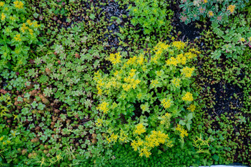 Hybrid Stonecrop Plant | Plant life and flower bed | Greenery | Green Texture Foliage Background